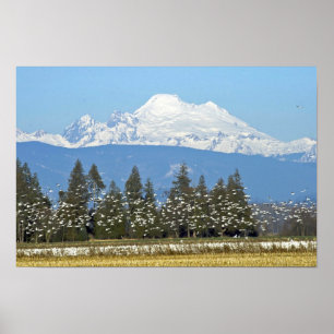 Horizontaal Poster: Mt. Baker met sneeuwganzen Poster