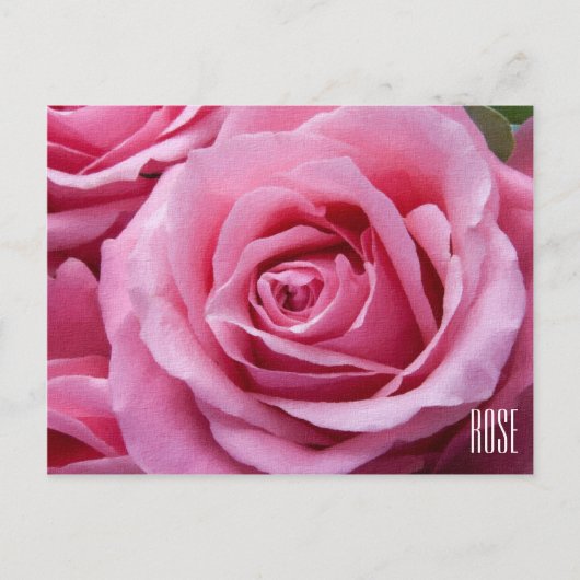 Horizontaal roze rozen Briefkaart (Voorkant)