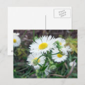 Horizontale Briefkaart Daisy Fleabane (Voorkant / Achterkant)