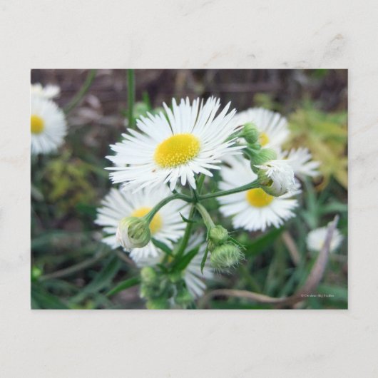 Horizontale Briefkaart Daisy Fleabane (Voorkant)