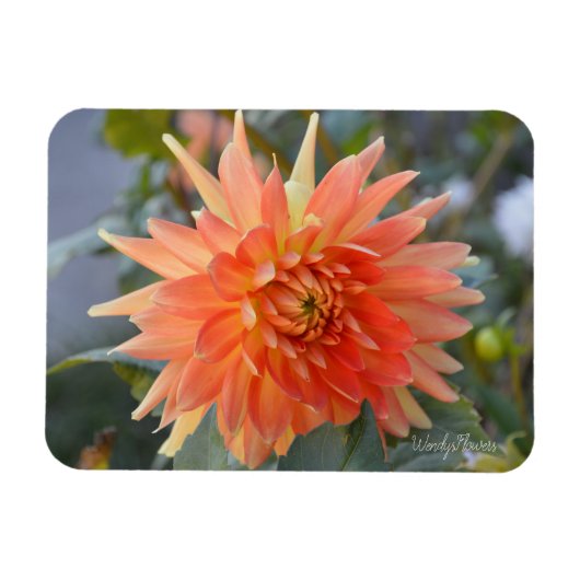 Horizontale magneet met losse oranje dahlia (Horizontaal)