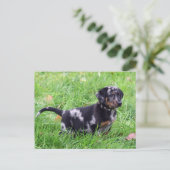 Horizontale Sjabloon briefkaart, beauceron Briefkaart (Staand voorkant)