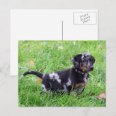 Horizontale Sjabloon briefkaart, beauceron Briefkaart (Voorkant / Achterkant)