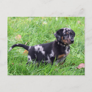 Horizontale Sjabloon briefkaart, beauceron Briefkaart