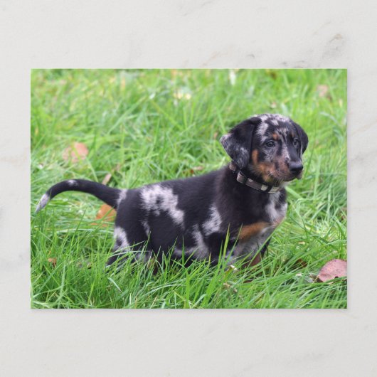 Horizontale Sjabloon briefkaart, beauceron Briefkaart (Voorkant)