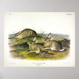 Horlogeharing (Lepus Artemesia) van Audubon Poster