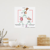 Hormonale controle van de puberteit bij jongens en poster (Keuken)