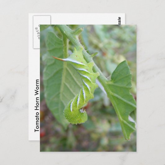 Horn Worm ~ briefkaart (Voorkant / Achterkant)