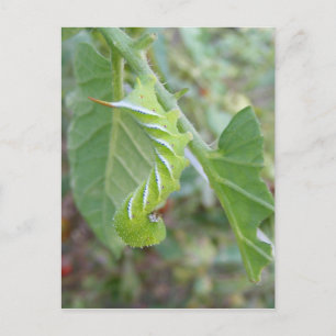 Horn Worm ~ briefkaart