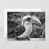 Hornbill vogel dichtbij kijkend naar camera bw briefkaart (Voorkant / Achterkant)