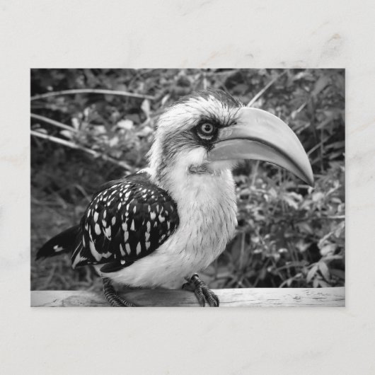Hornbill vogel dichtbij kijkend naar camera bw briefkaart (Voorkant)