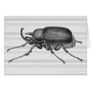 Horned Beetle uit de Encylopaedia van Diderot