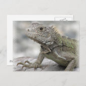 Horned Iguana Briefkaart (Voorkant / Achterkant)