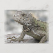 Horned Iguana Briefkaart (Voorkant)