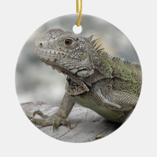 Horned Iguana Ornament (Voorkant)