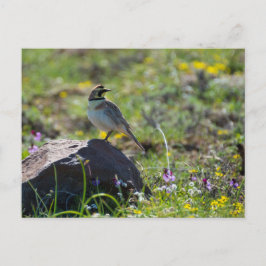 Horned Lark Briefkaart