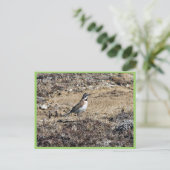 Horned Lark Briefkaart (Staand voorkant)