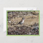 Horned Lark Briefkaart (Voorkant / Achterkant)