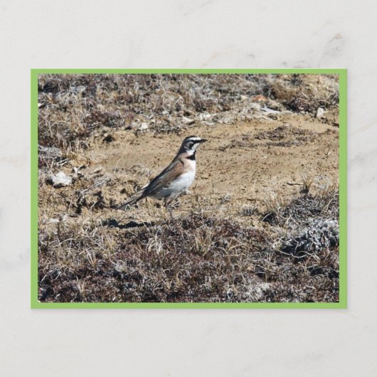 Horned Lark Briefkaart (Voorkant)