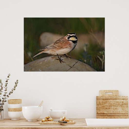 Horned Lark Poster (Keuken)