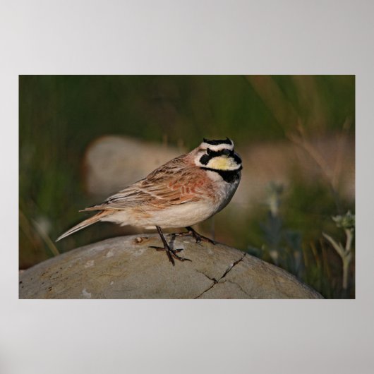 Horned Lark Poster (Voorkant)