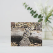 Horned Lizard Briefkaart (Staand voorkant)