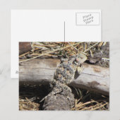 Horned Lizard Briefkaart (Voorkant / Achterkant)