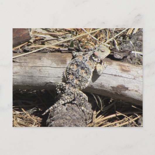 Horned Lizard Briefkaart (Voorkant)