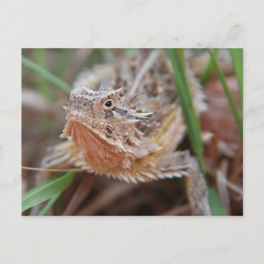 Horned Lizard Briefkaart (Voorkant)