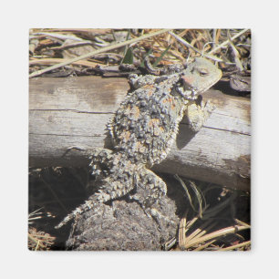 Horned Lizard Magneet