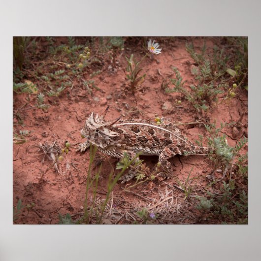 Horned Lizard Poster (Voorkant)