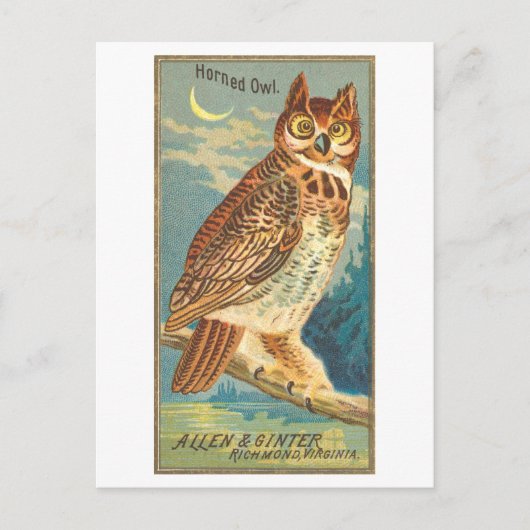 Horned Owl Allen & Ginter Trade Kaart Briefkaart (Voorkant)