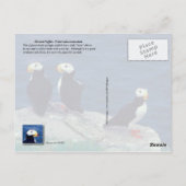 Horned Puffin, Alaska Briefkaart (Achterkant)