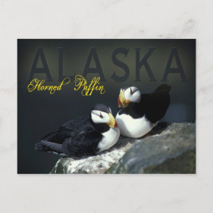 Horned Puffin, Alaska Briefkaart