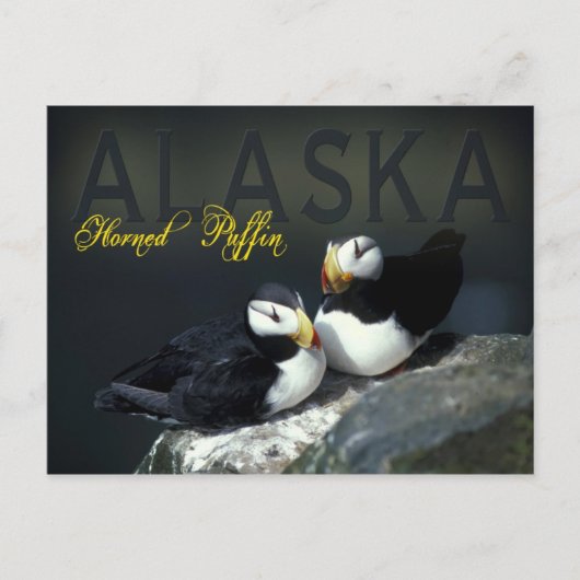 Horned Puffin, Alaska Briefkaart (Voorkant)