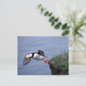 Horned Puffin Hall Island Briefkaart (Staand voorkant)