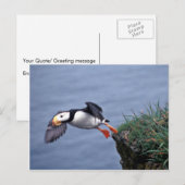 Horned Puffin Hall Island Briefkaart (Voorkant / Achterkant)