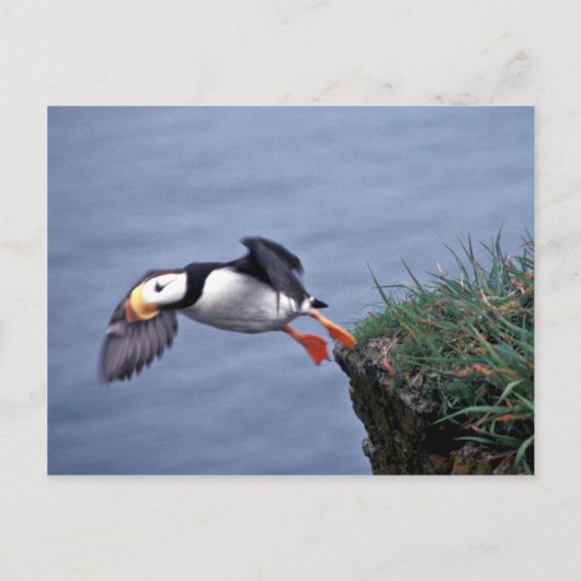 Horned Puffin Hall Island Briefkaart (Voorkant)