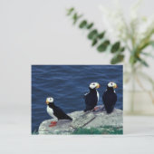 Horned Puffin Trio Briefkaart (Staand voorkant)