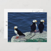 Horned Puffin Trio Briefkaart (Voorkant / Achterkant)