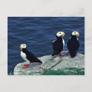 Horned Puffin Trio Briefkaart