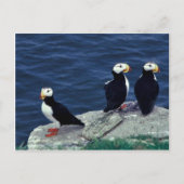 Horned Puffin Trio Briefkaart (Voorkant)