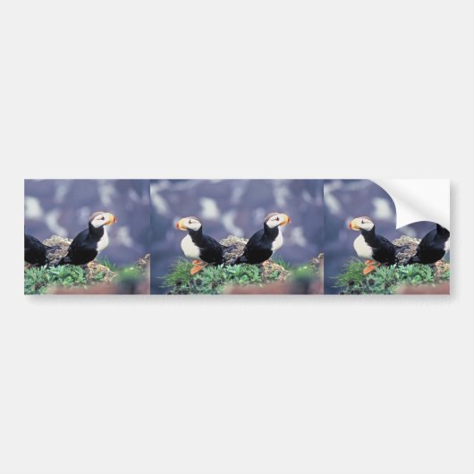 Horned Puffins Bumpersticker (Voorkant)