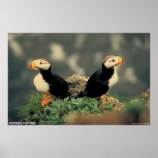 Horned Puffins Poster (Voorkant)