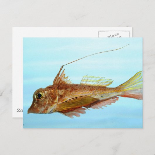 Horned searobin briefkaart (Voorkant / Achterkant)