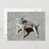 Horned Toad Briefkaart (Voorkant / Achterkant)