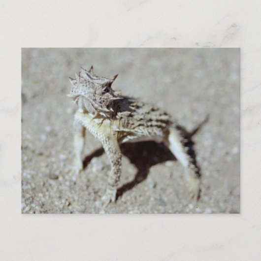 Horned Toad Briefkaart (Voorkant)