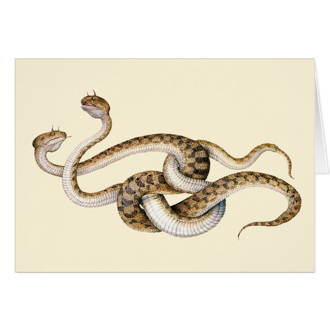 Horned Vipers (Voorkant Horizontaal)