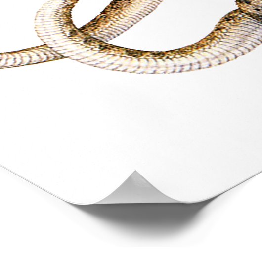 Horned Vipers Poster (Hoek)