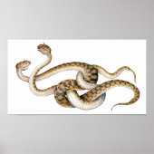 Horned Vipers Poster (Voorkant)